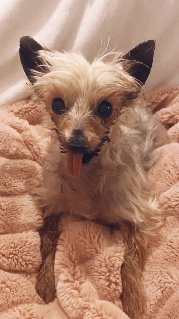 @Harlow the Yorkie