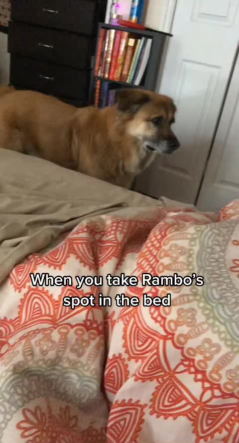 @Rambo 🌹