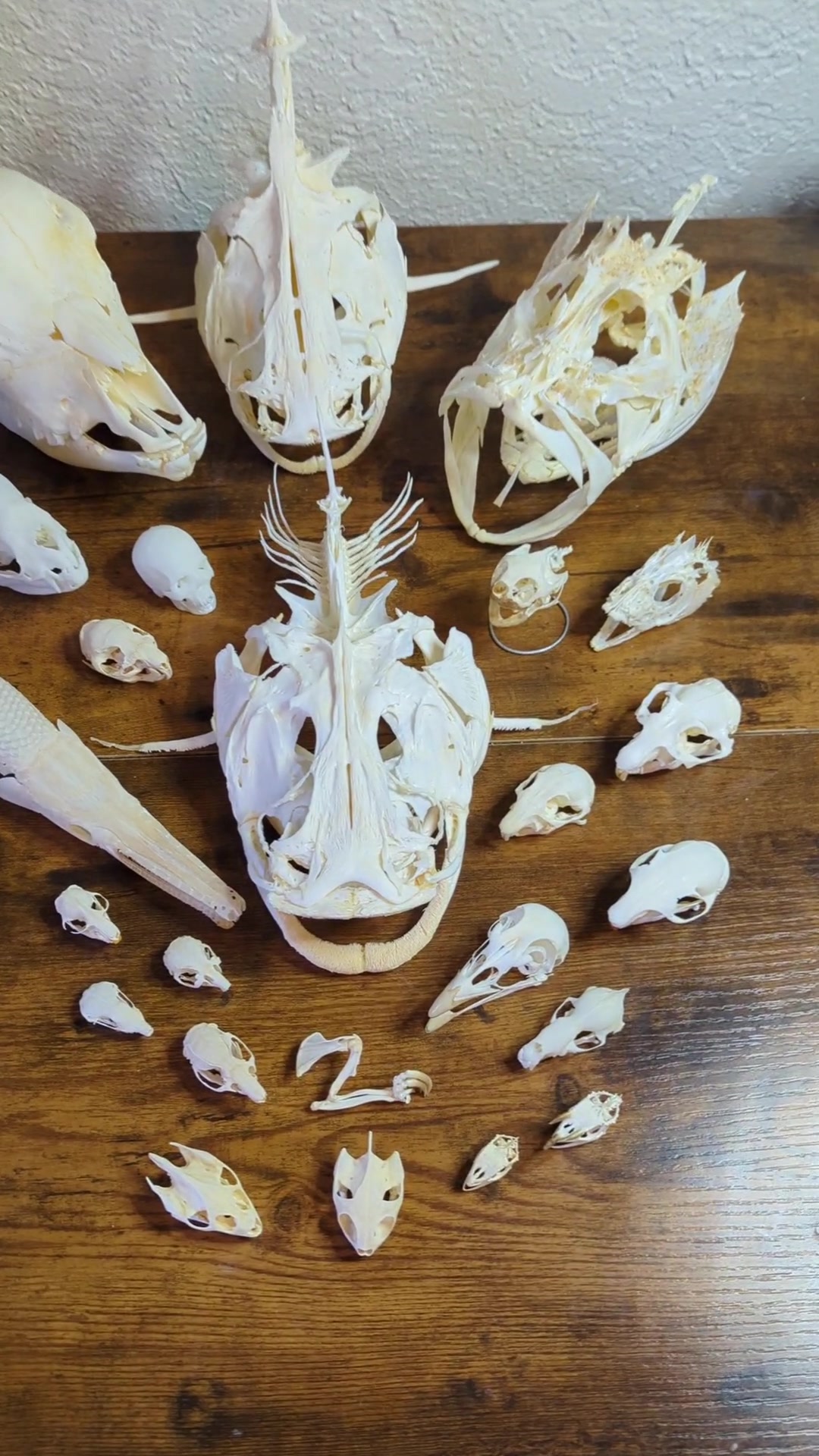 @Skullatorium