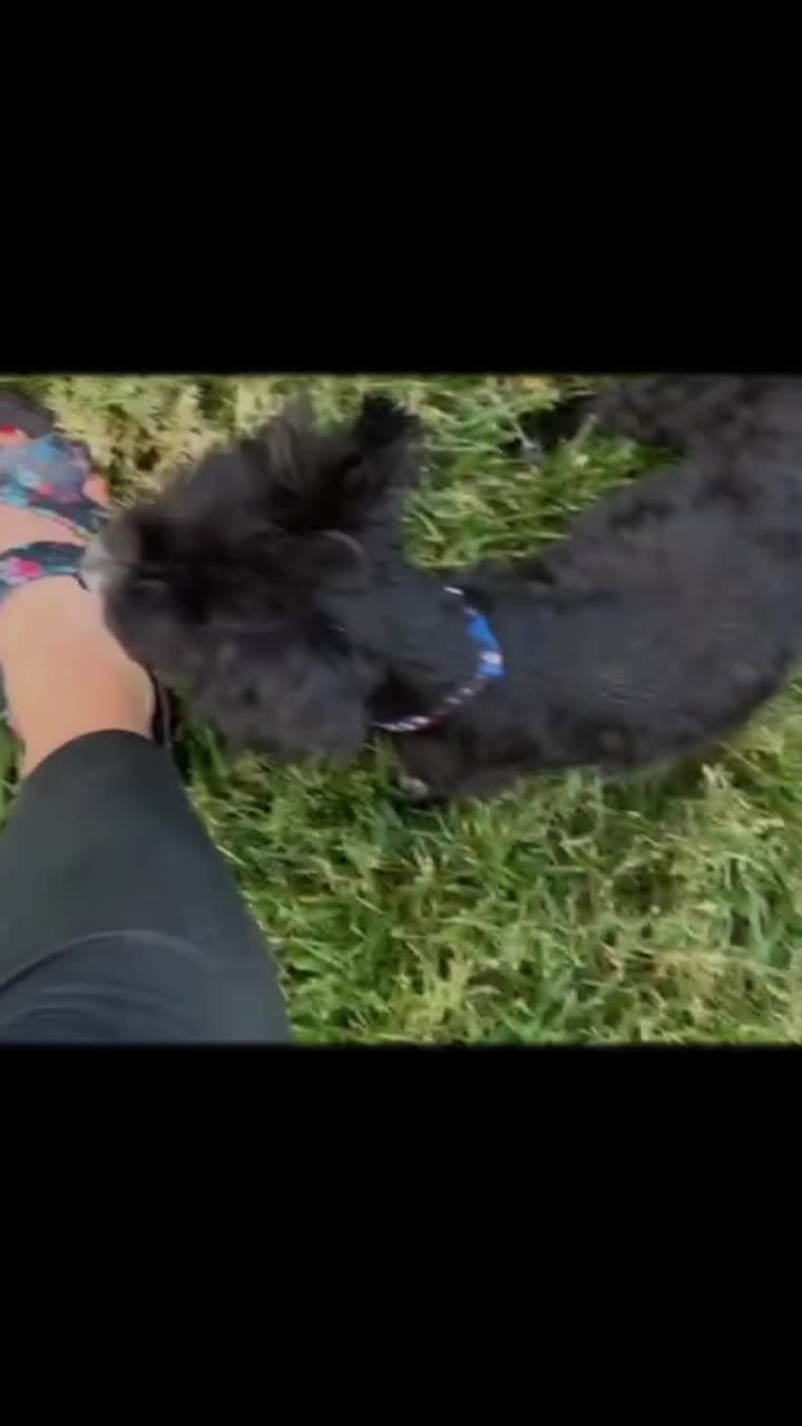 @Happy Tails Rescue, Inc.