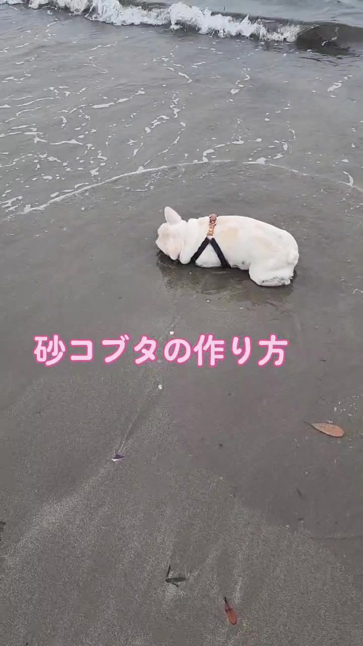 @フレブルJesse ❤️ MyO