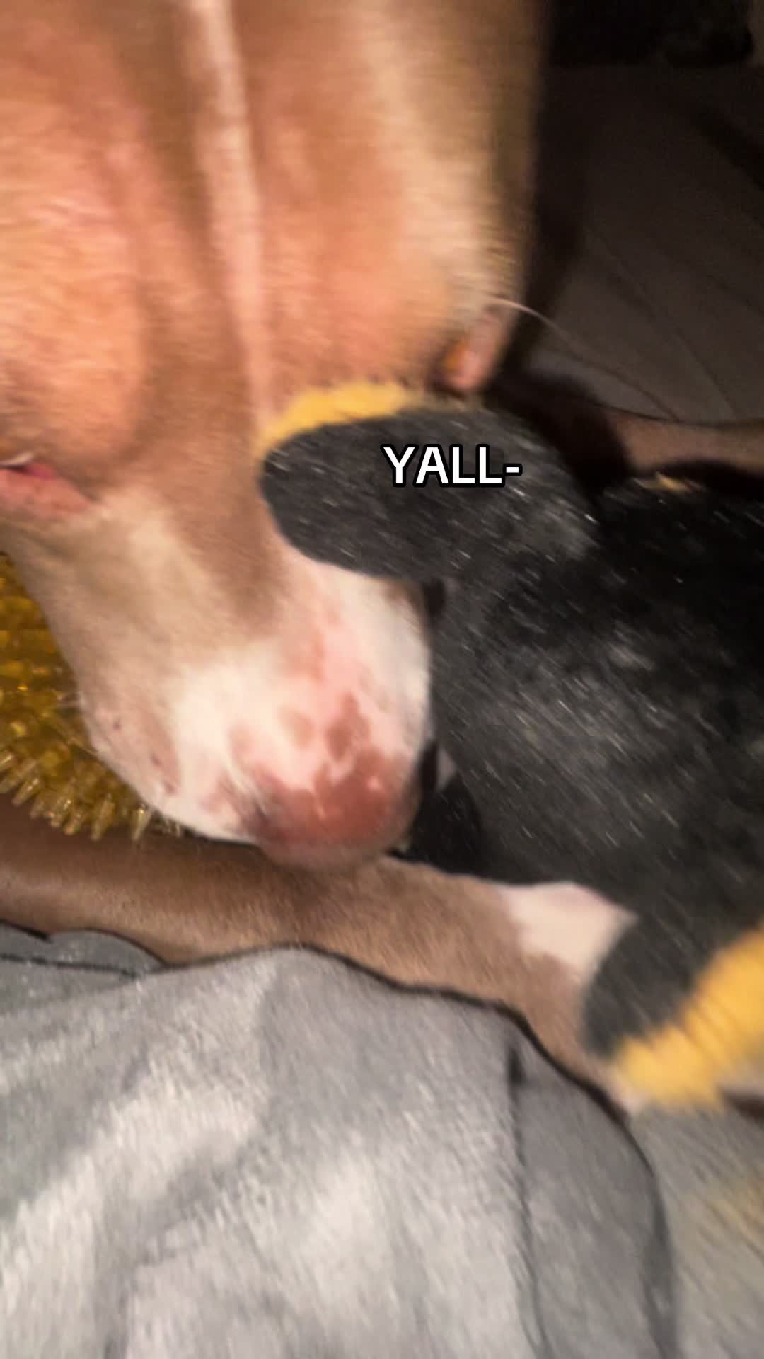 @🪿