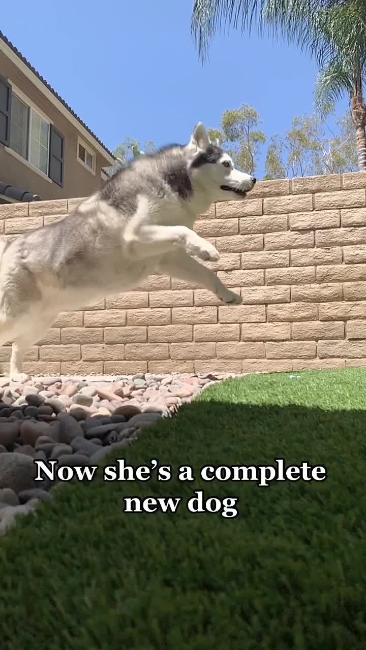 @Ray of Hope Rescue