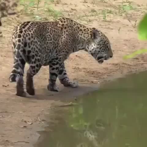@Pantanal Sul-Matogrossense
