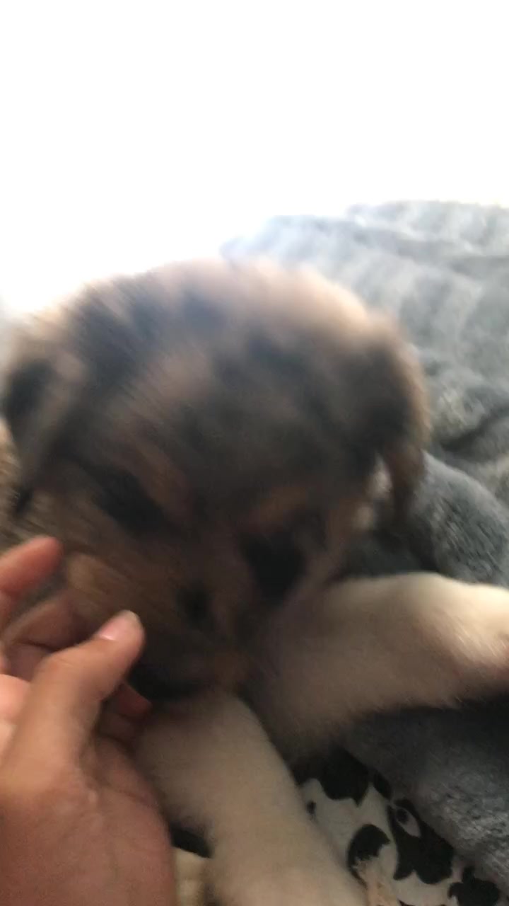 @Kira_the_puppy