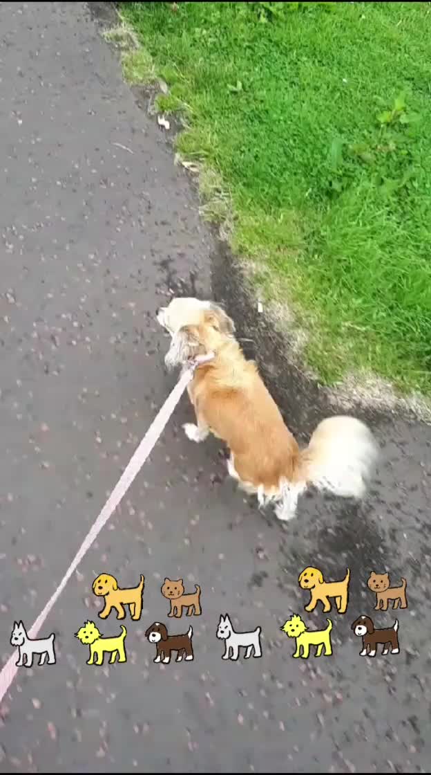 @threedogsanjenny