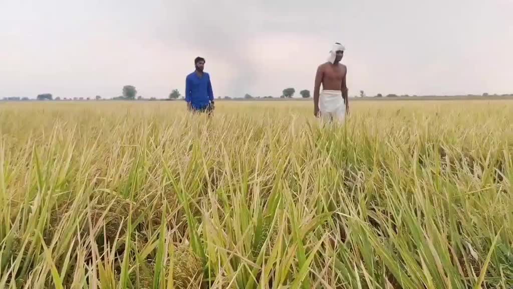 @n@ni reddy 💪💪