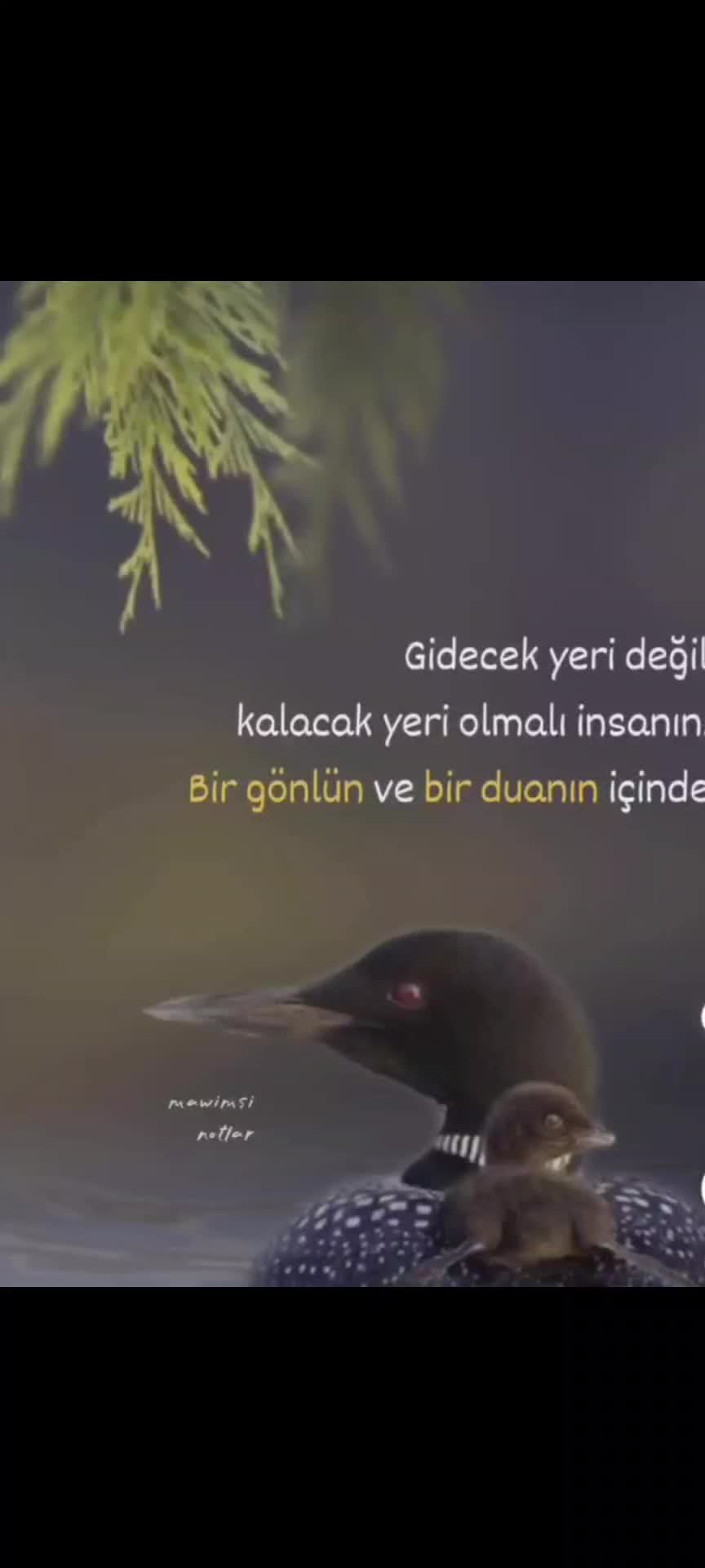 @hevidar01