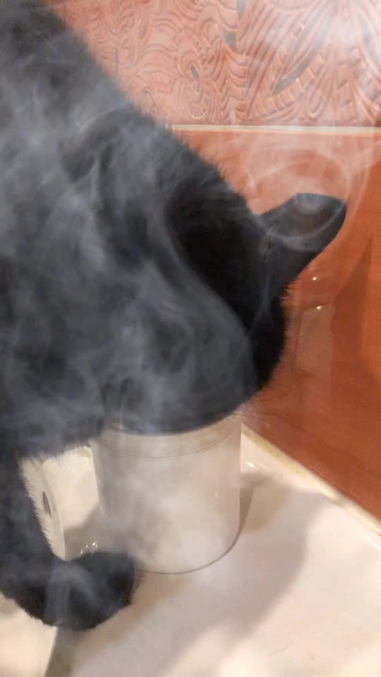 @Drinking_Cat