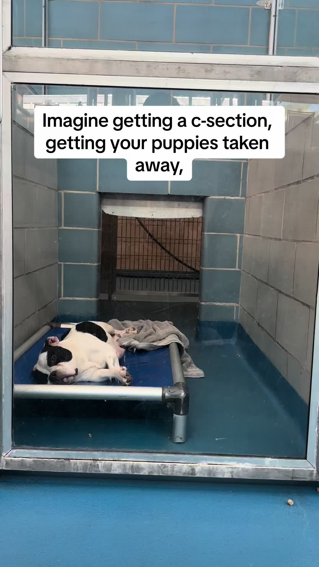@whitneysdogs