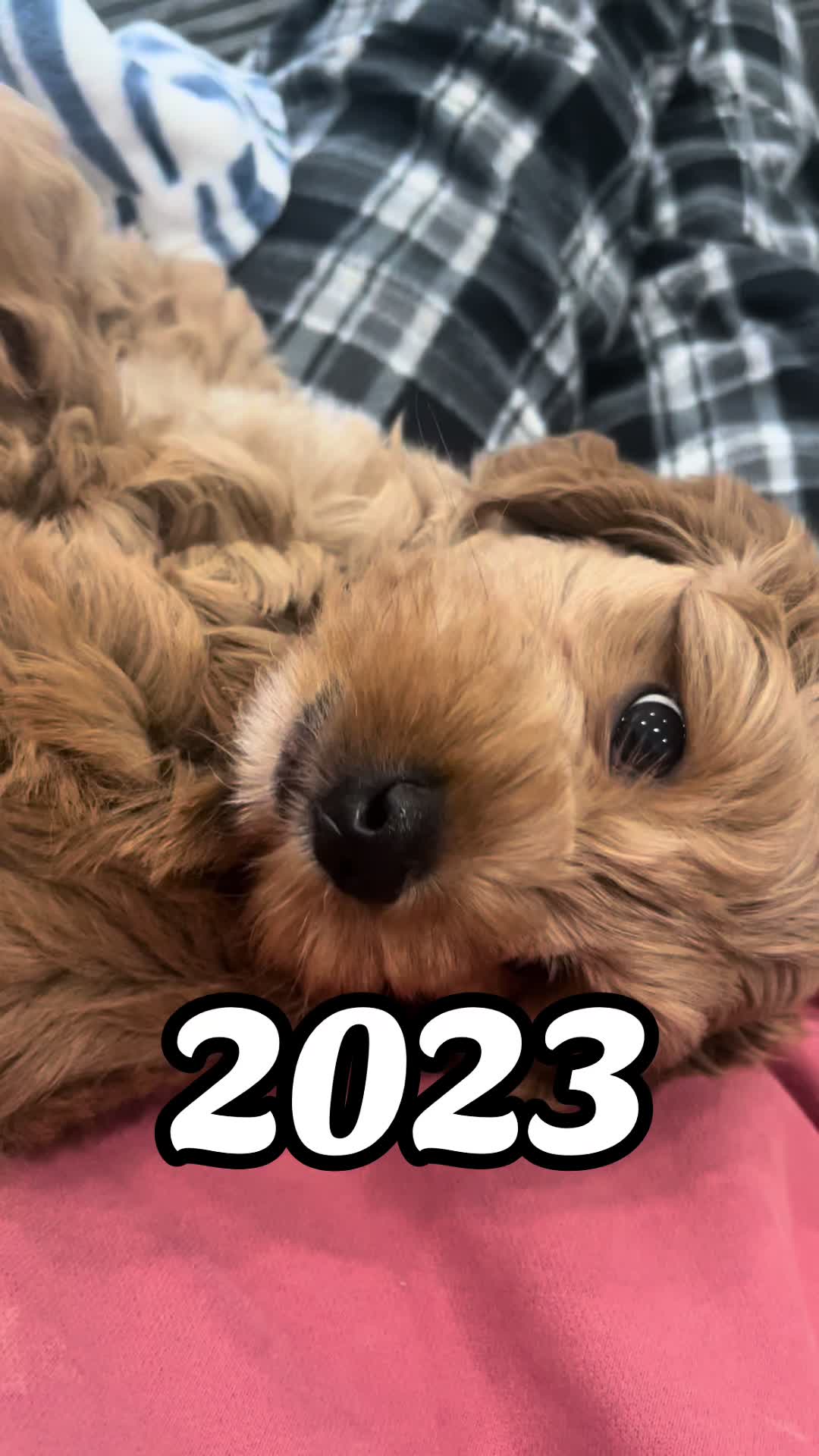 @Nood the Dood