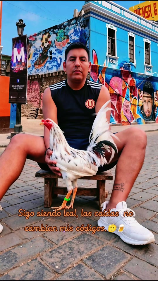 @GALLOS FINOS