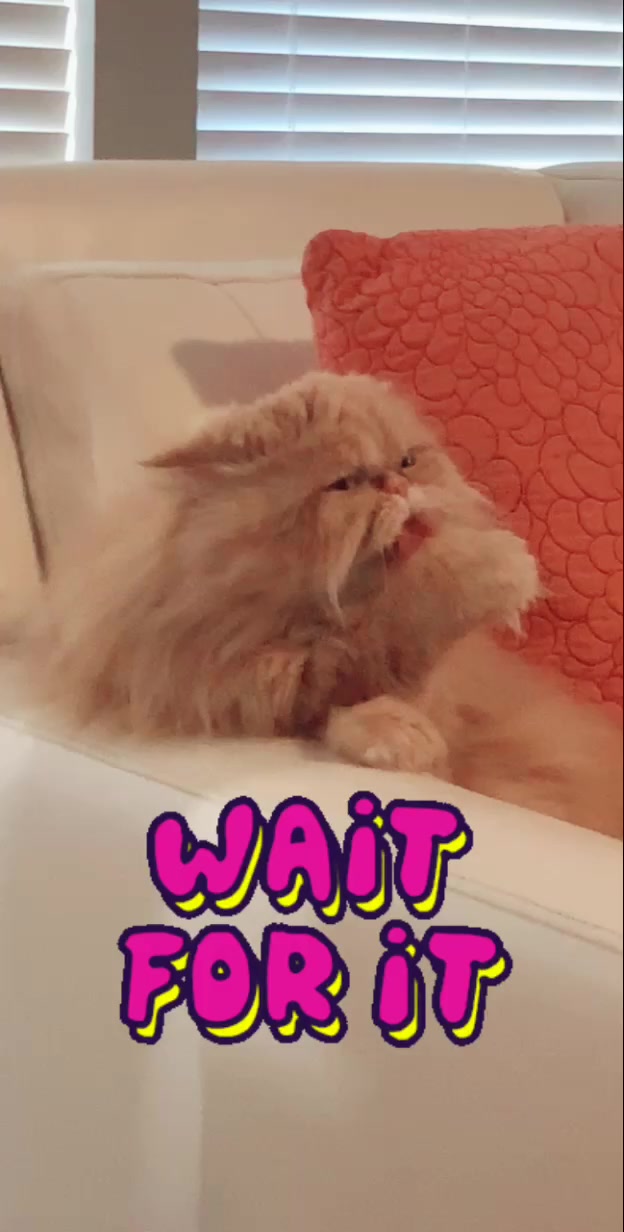 @Nugget the Cat
