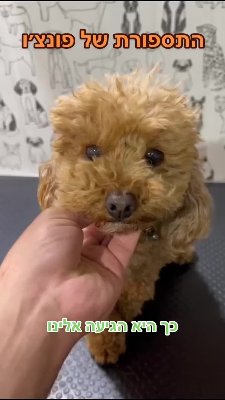 @ספר כלבים 🐩✂️