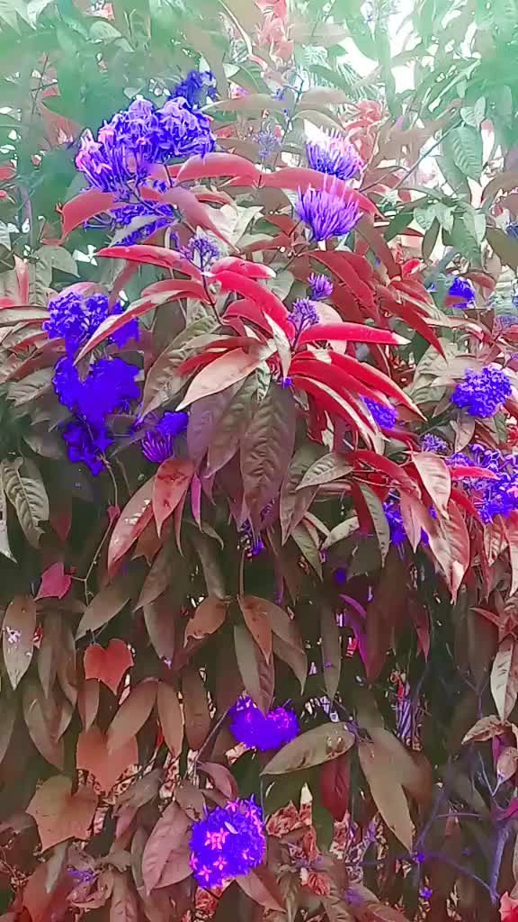 @SR Swapna