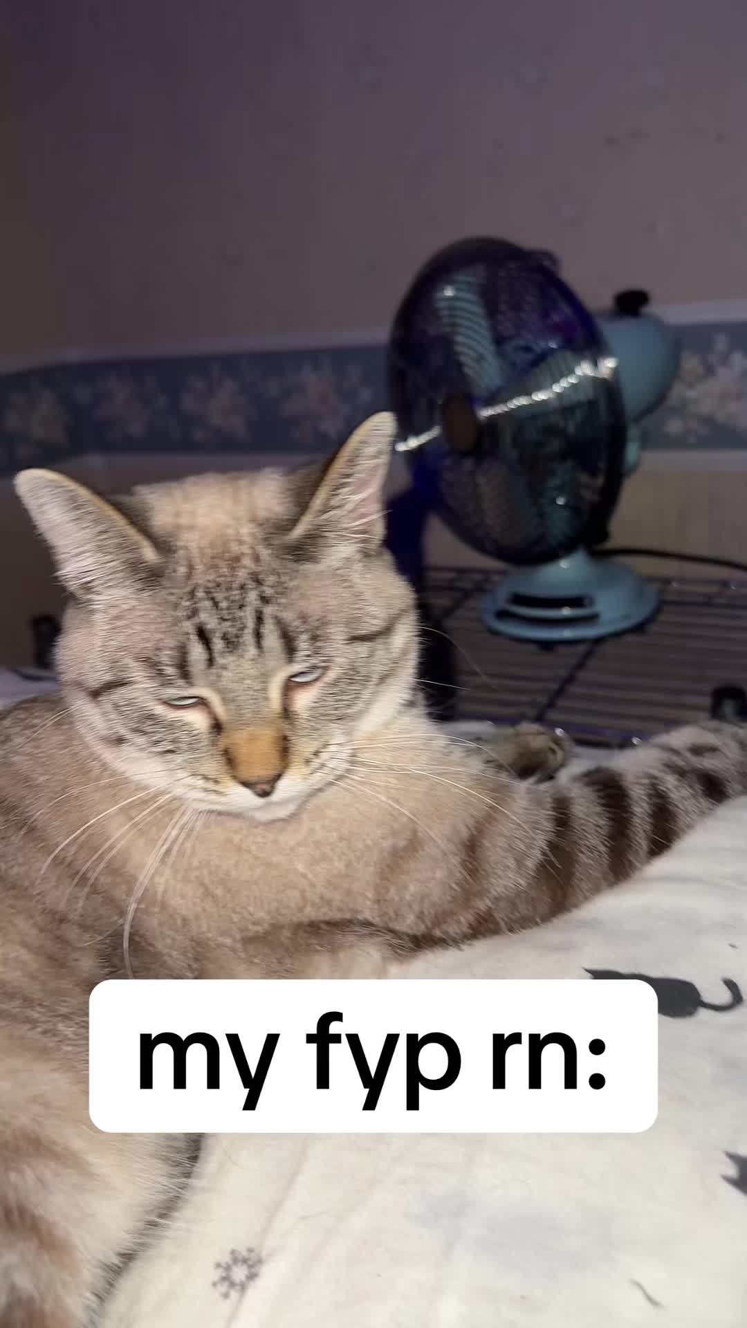 @willowthecollegecat