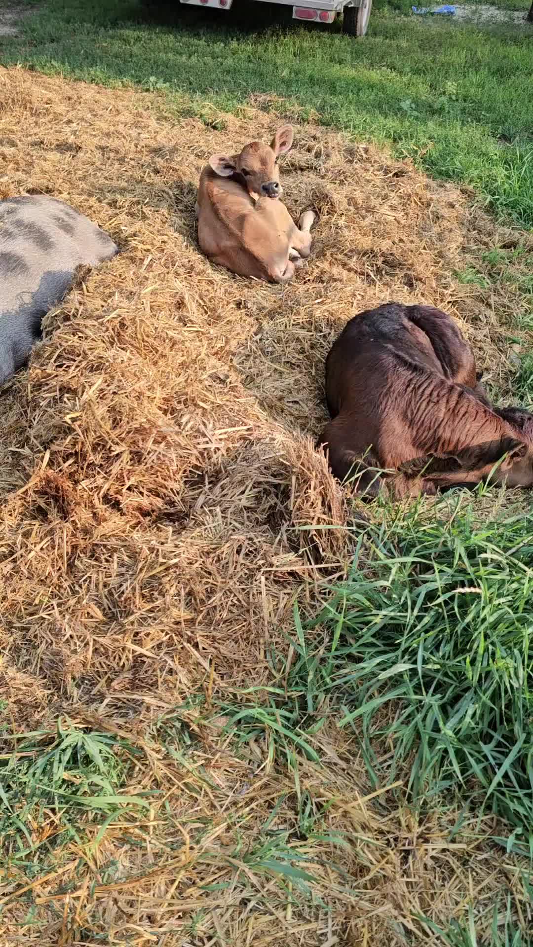 @Dakotafunnyfarm
