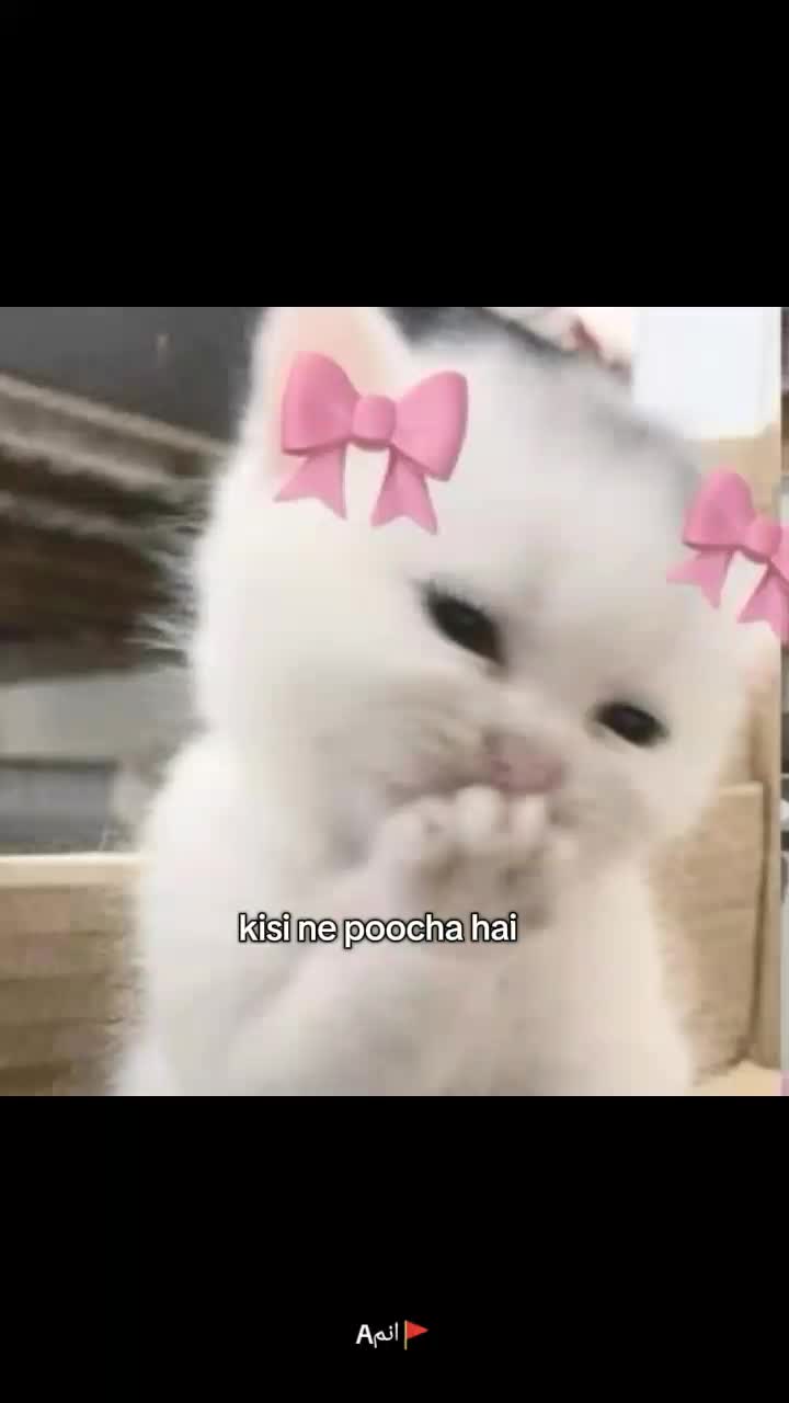 @Aانم🚩