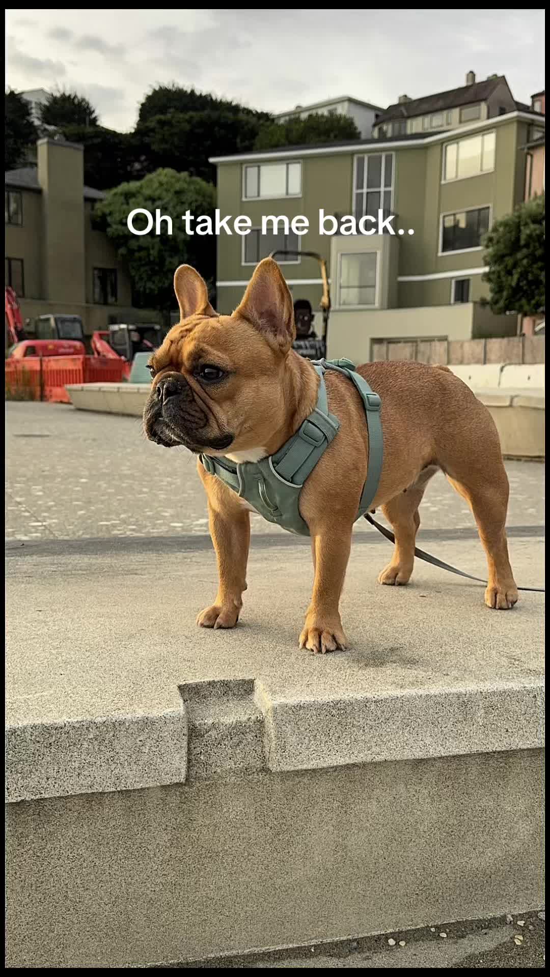 @Charlie Bear