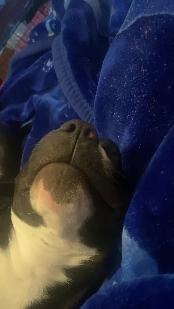@Acebully