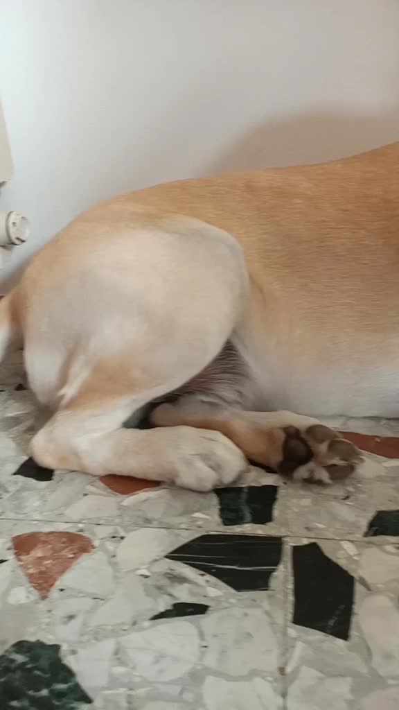 @il mio amico Lucky