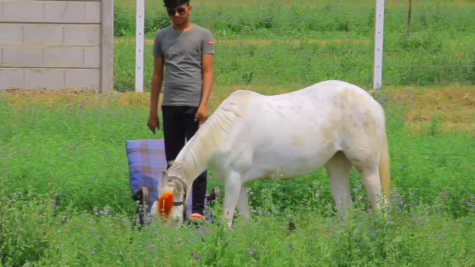 @Yuvibha Horse lover