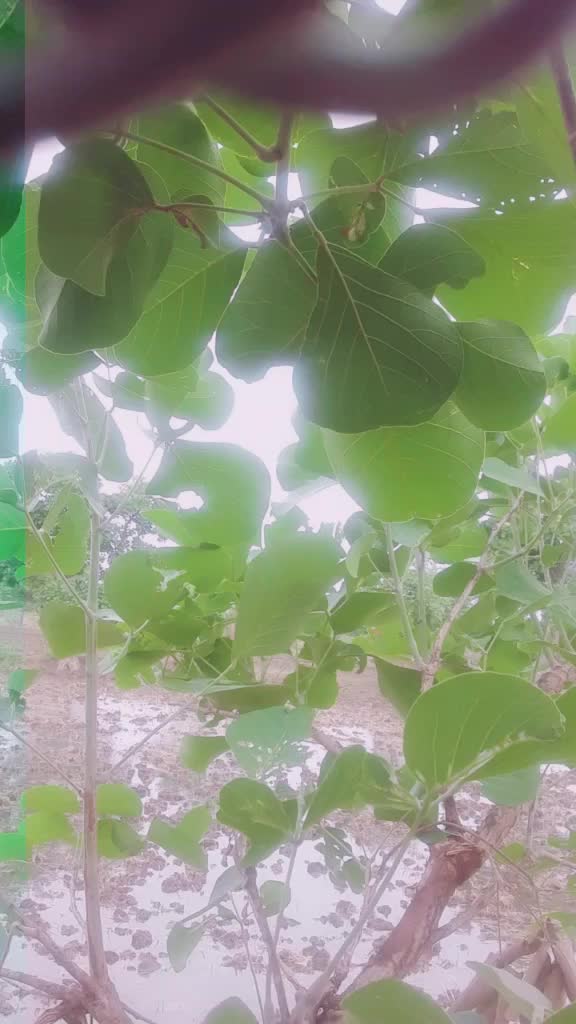 @ajaylahre7400