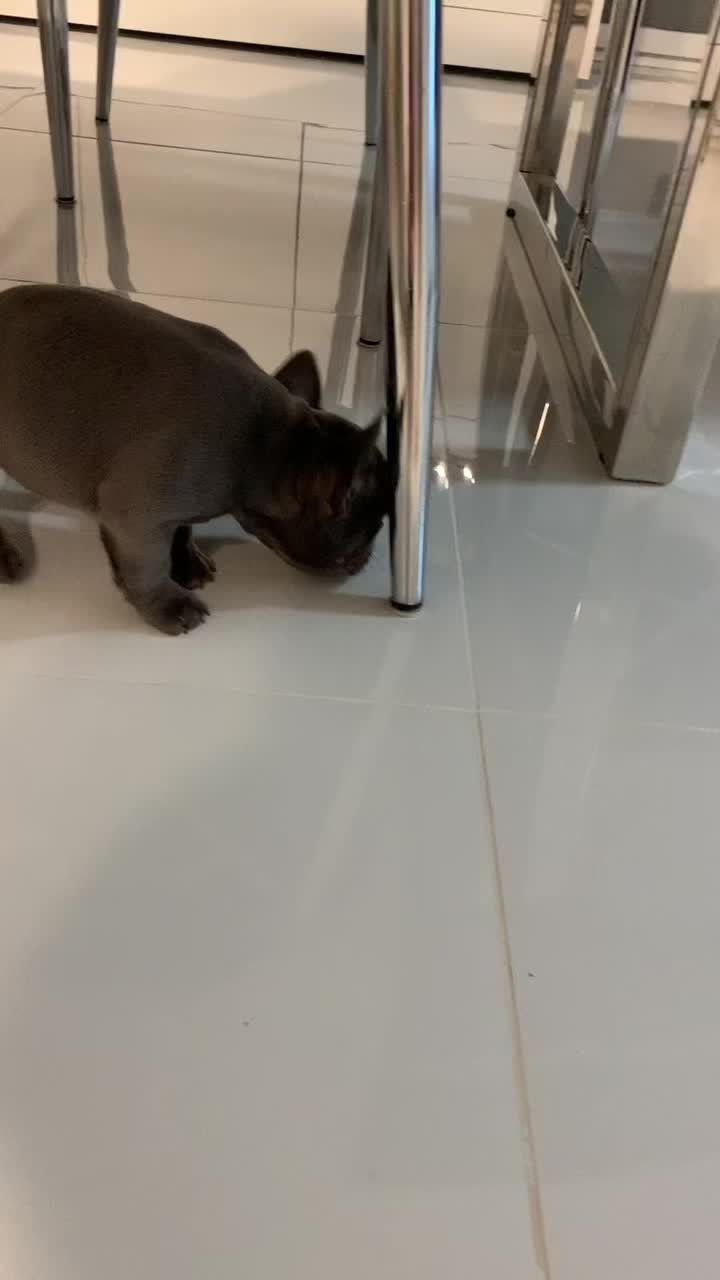 @Cookie 🍪 French Bulldog 🦴