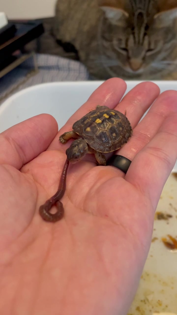 @Eastern Box Turtle