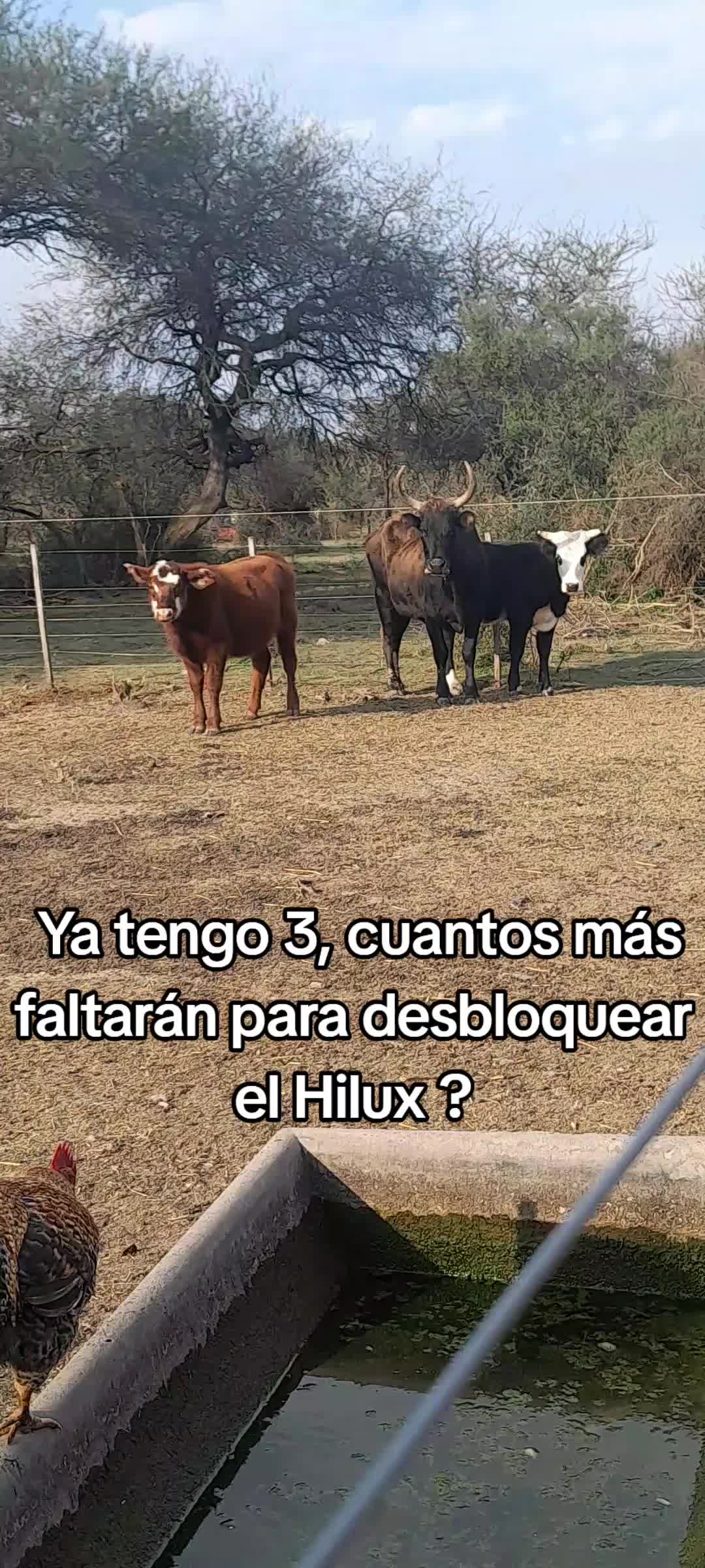 @Lulu Rojo