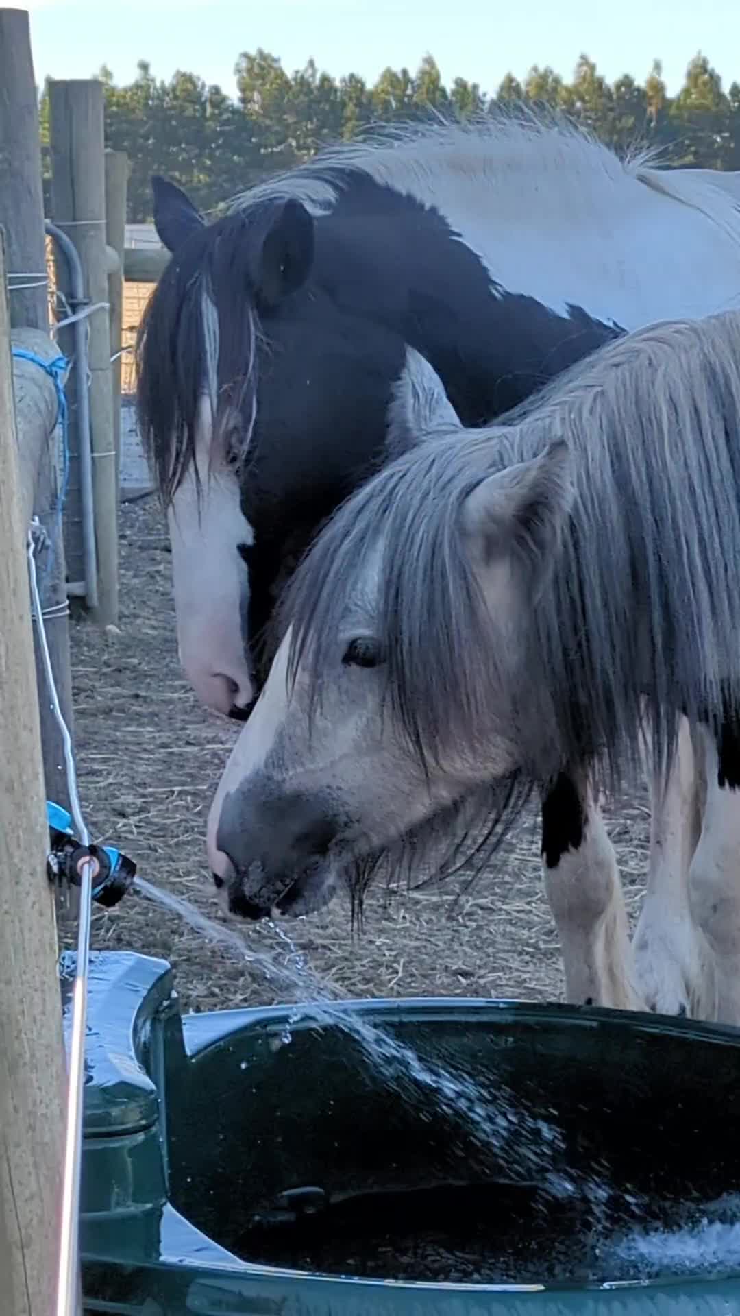 @Faraway Gypsy Horse Stud