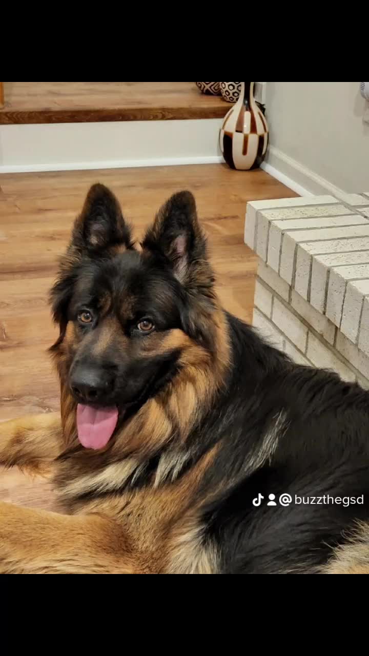 @Buzz the German Shepherd