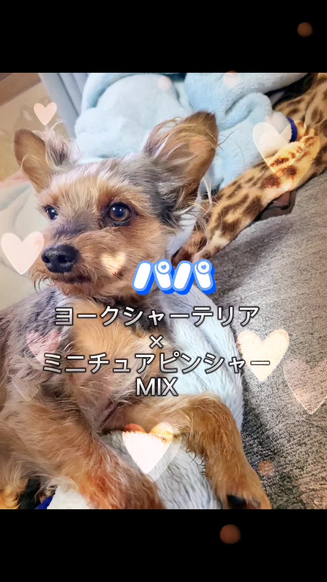 @杏蜜～5dogs and family～
