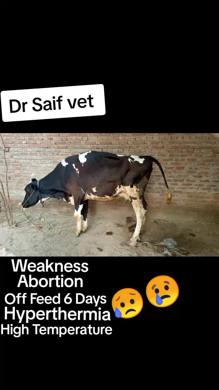 @Dr saif vet (UAF)