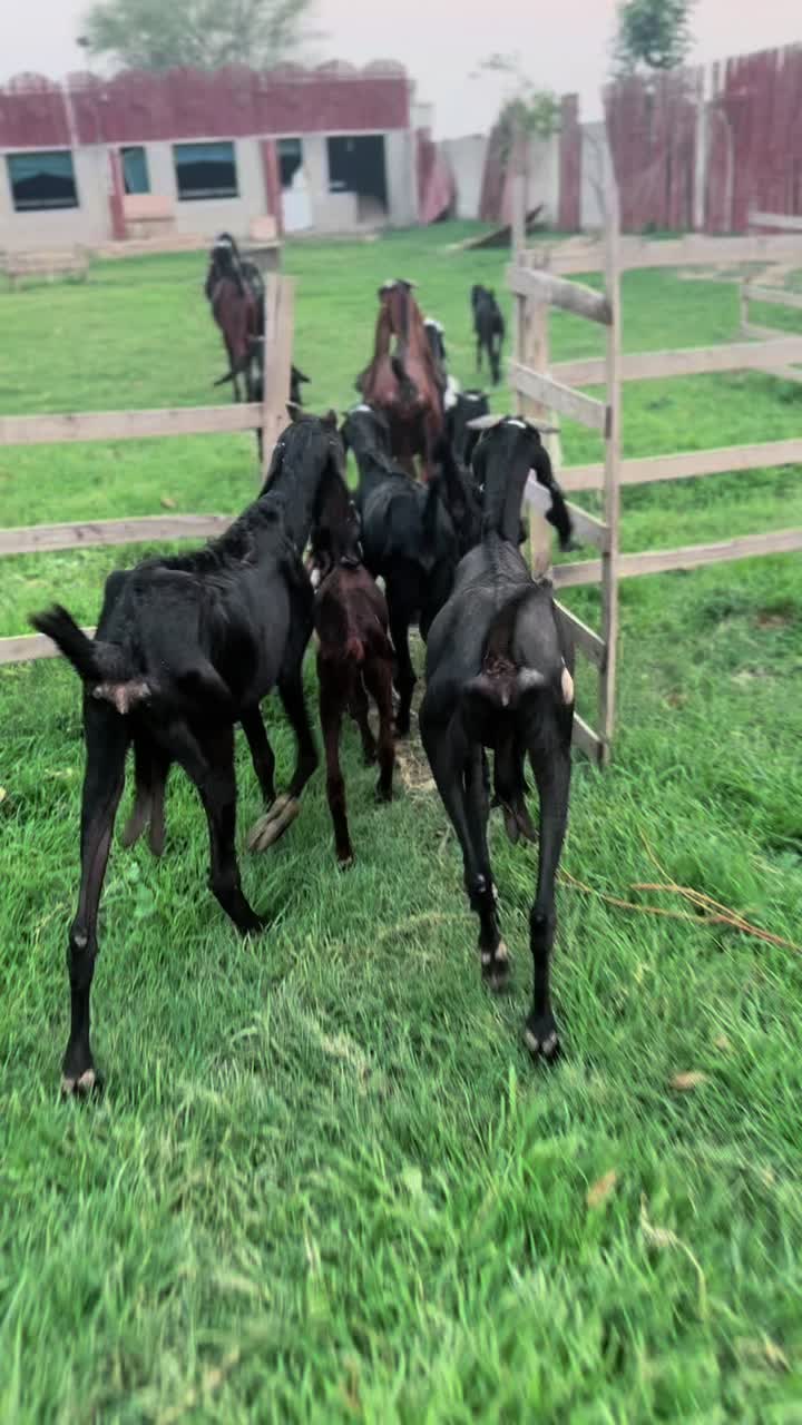@ZA Farms