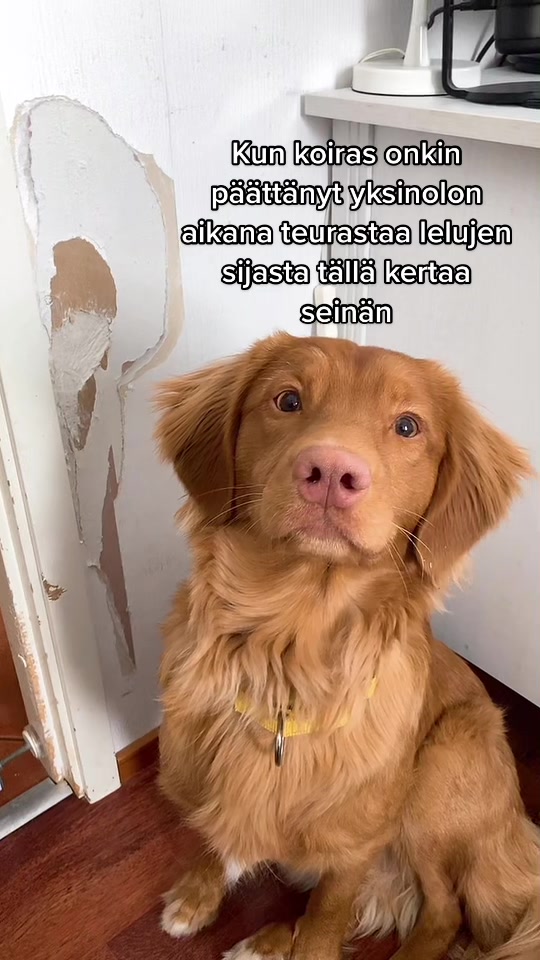 @vainukuonot 🐾