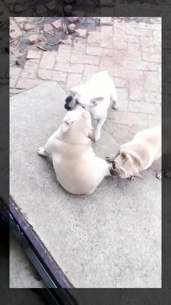 @kittenspets