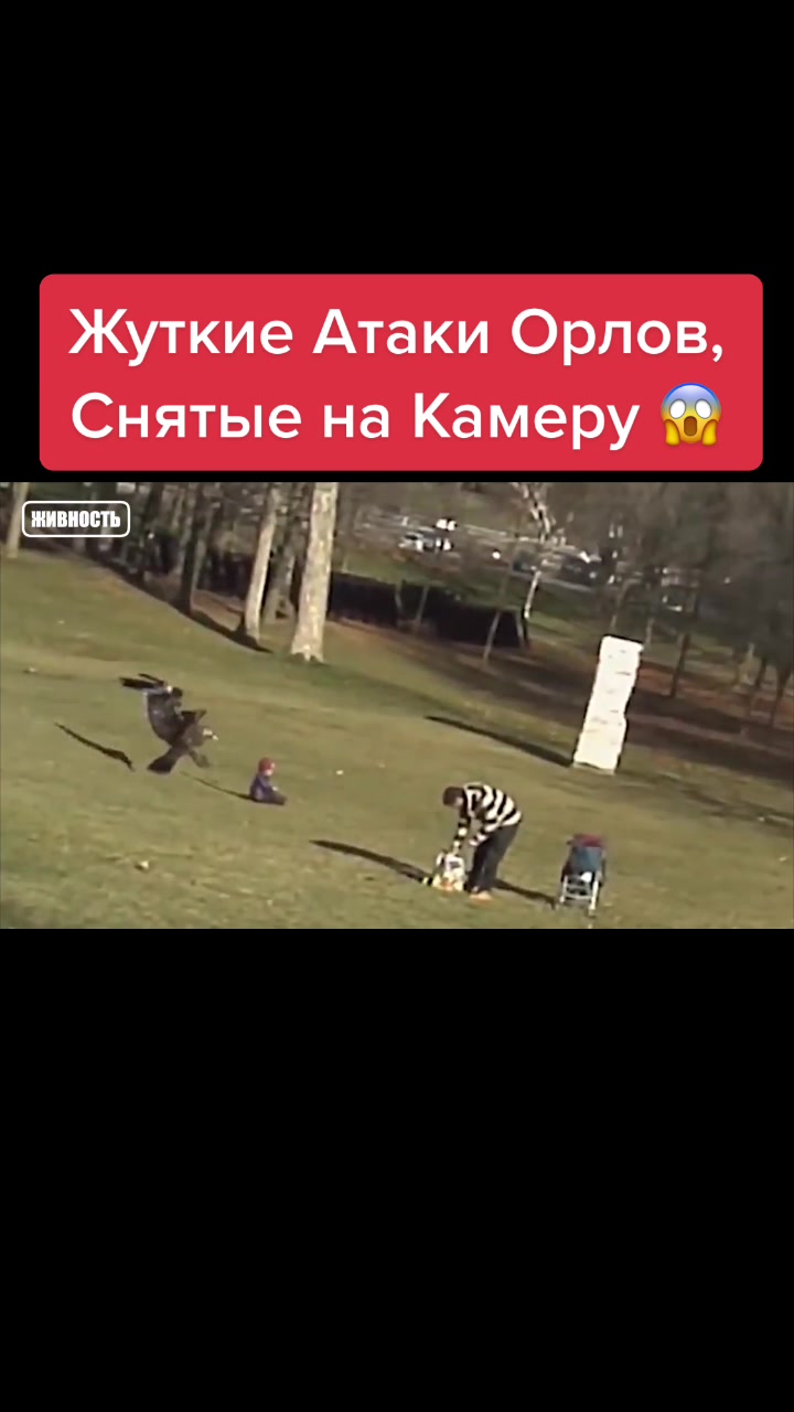 @Живность