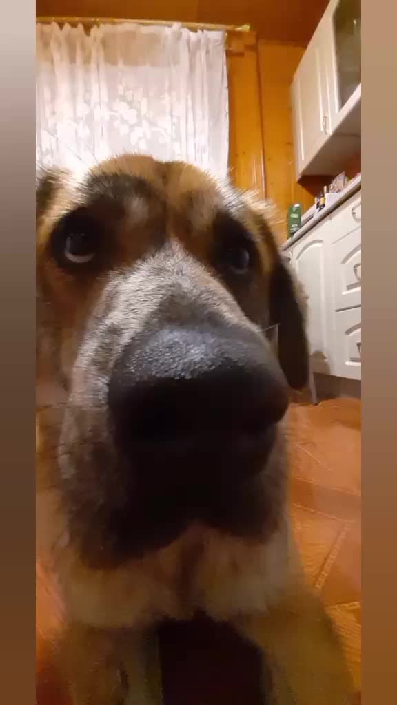 @Тигрёнок🤫