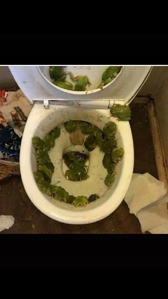 @어몽이ඞ