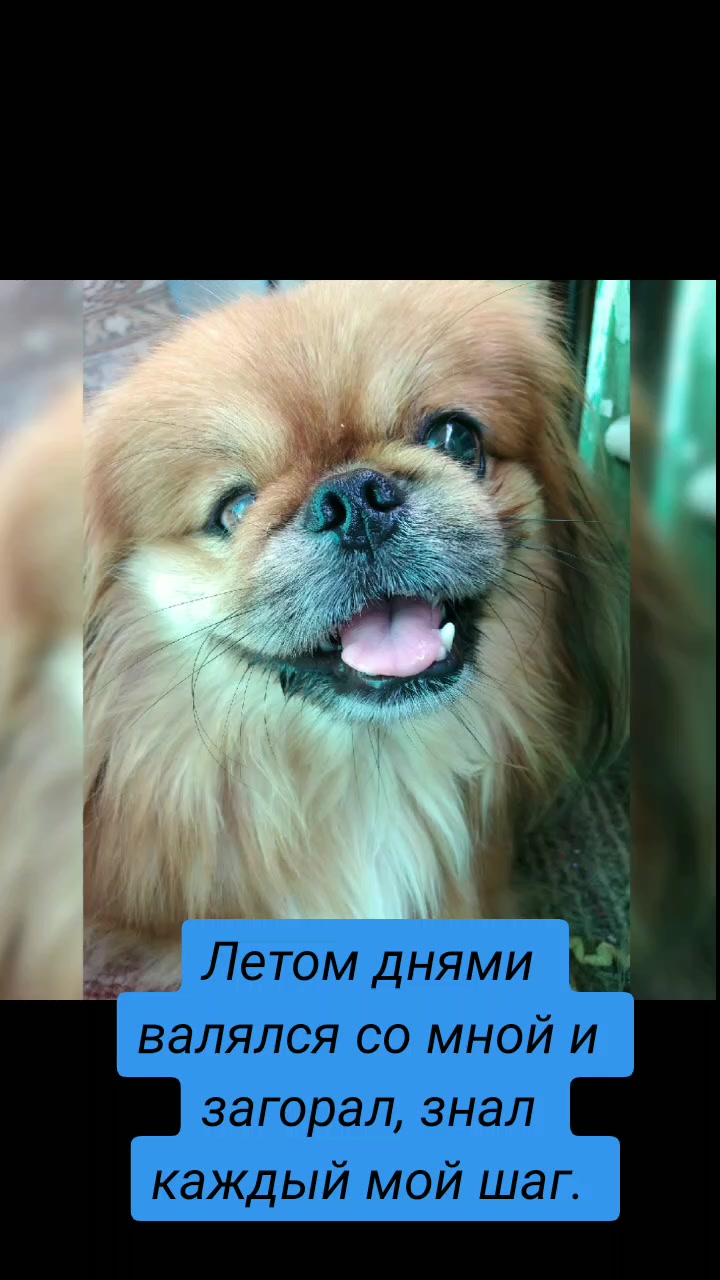 @Dama💃 s sobachkoy🐾💞🇧🇾