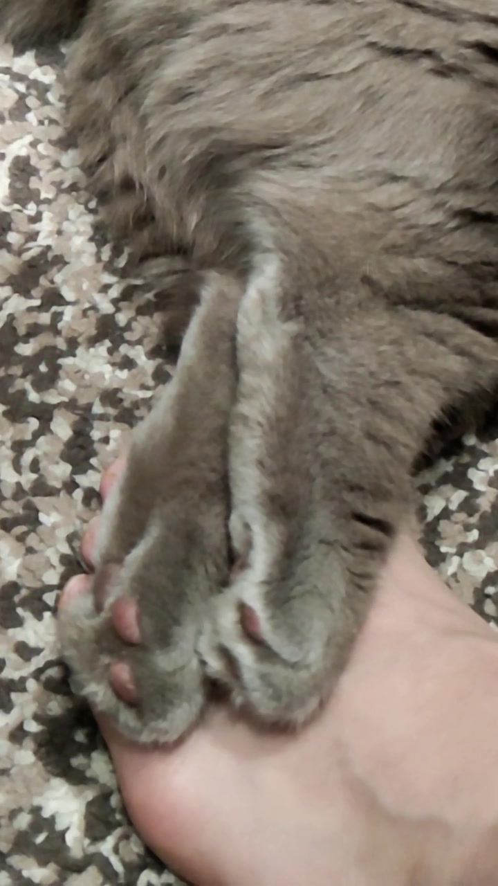 @Кошка Зефирка