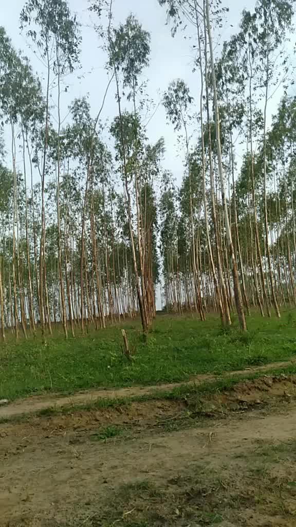 @Mamidi Mahesh