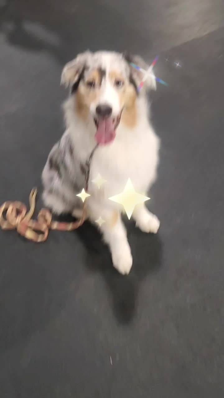 @Wickeddoghandler