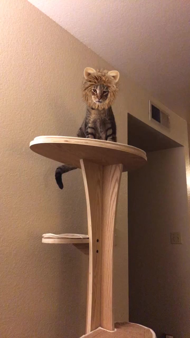 @The Pizzacat