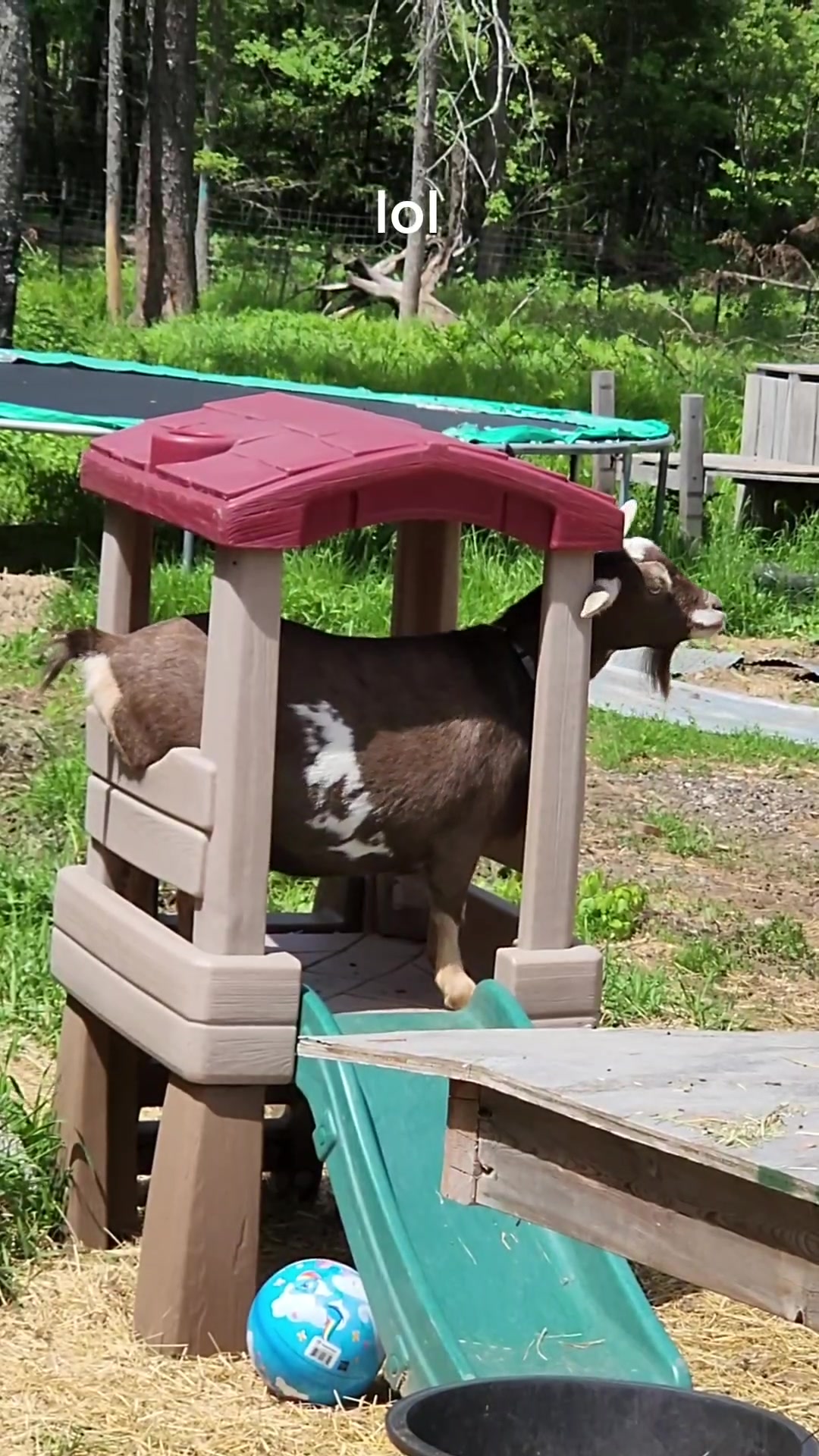 @Goat Shack