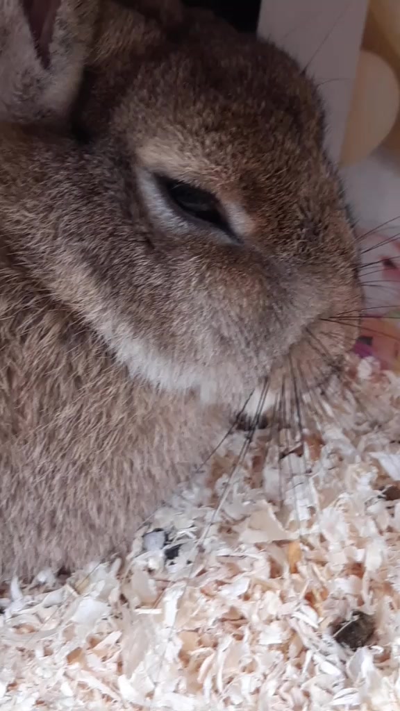 @The_Bunny_Family__