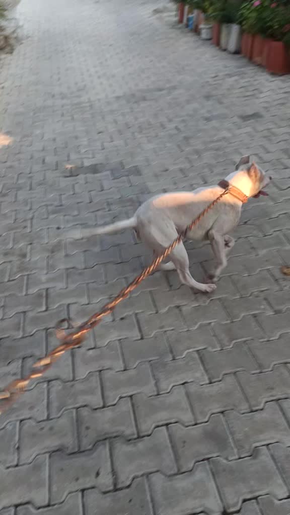 @TALAT GÜLMEN