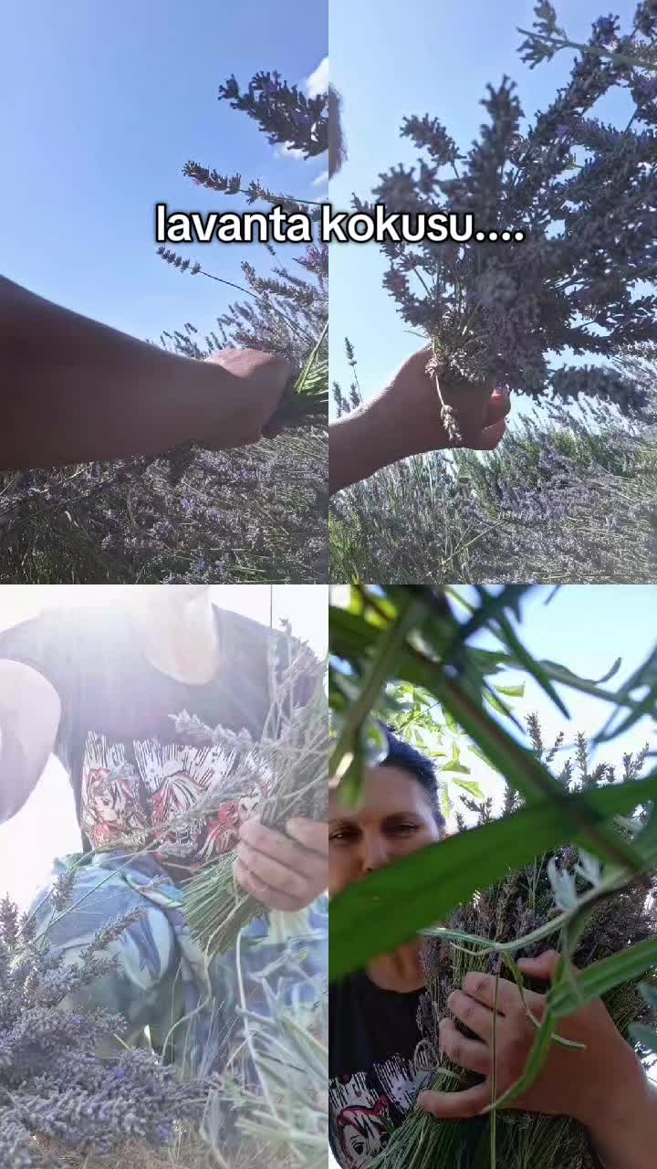 @Serap ince çiftliği