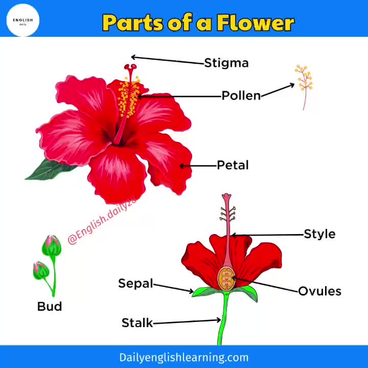 @Daily english learning